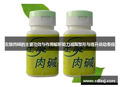 左旋肉碱的主要功效与作用解析助力减脂塑形与提升运动表现